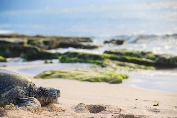 Hawaiian Green Sea Turtle — Stock Image Hawaiian Green Sea Turtle Stock Photo