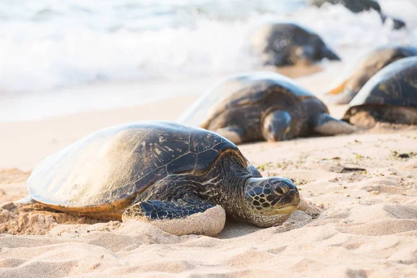 Hawaiian Green Sea Turtle — Stock Image Hawaiian Green Sea Turtle Stock Picture