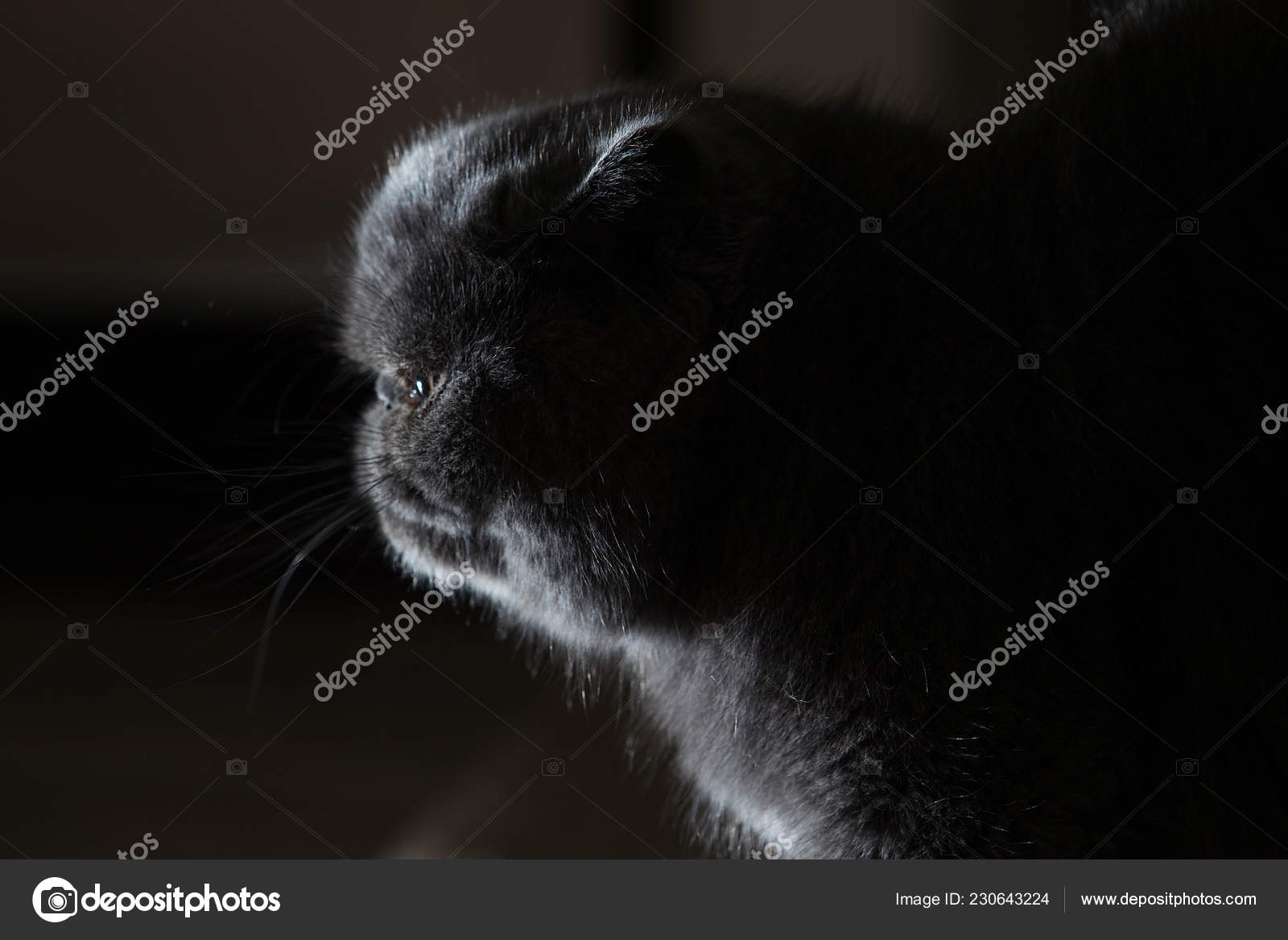 Grey Short Haired Persian Cat Stock Photo C Mph Photo 230643224