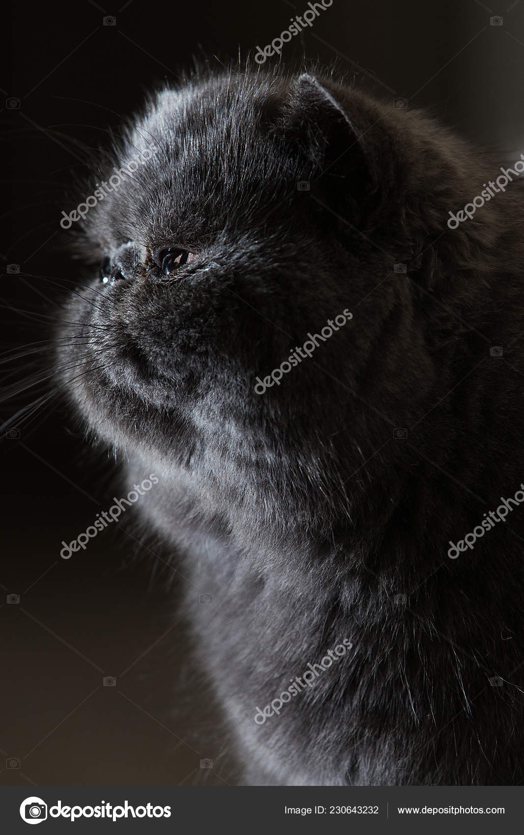Grey Short Haired Persian Cat Stock Photo C Mph Photo 230643232