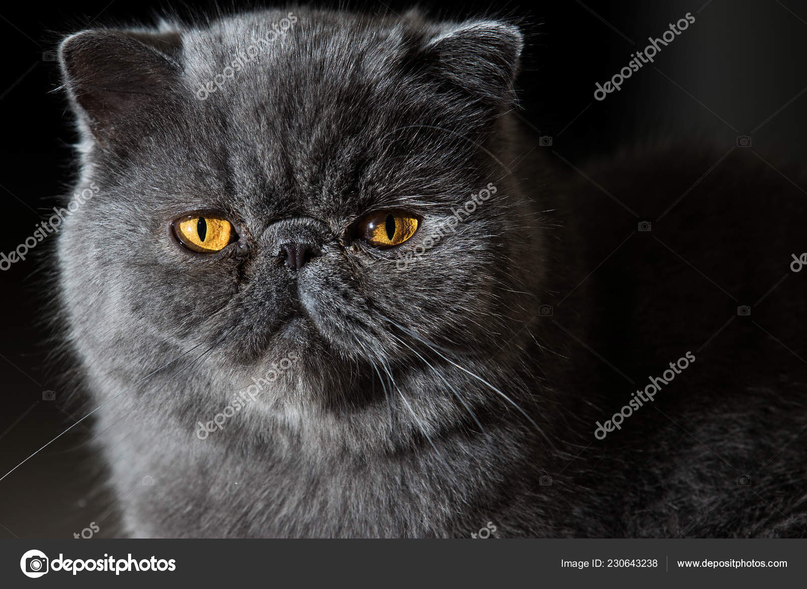 Grey Short Haired Persian Cat Stock Photo C Mph Photo 230643238