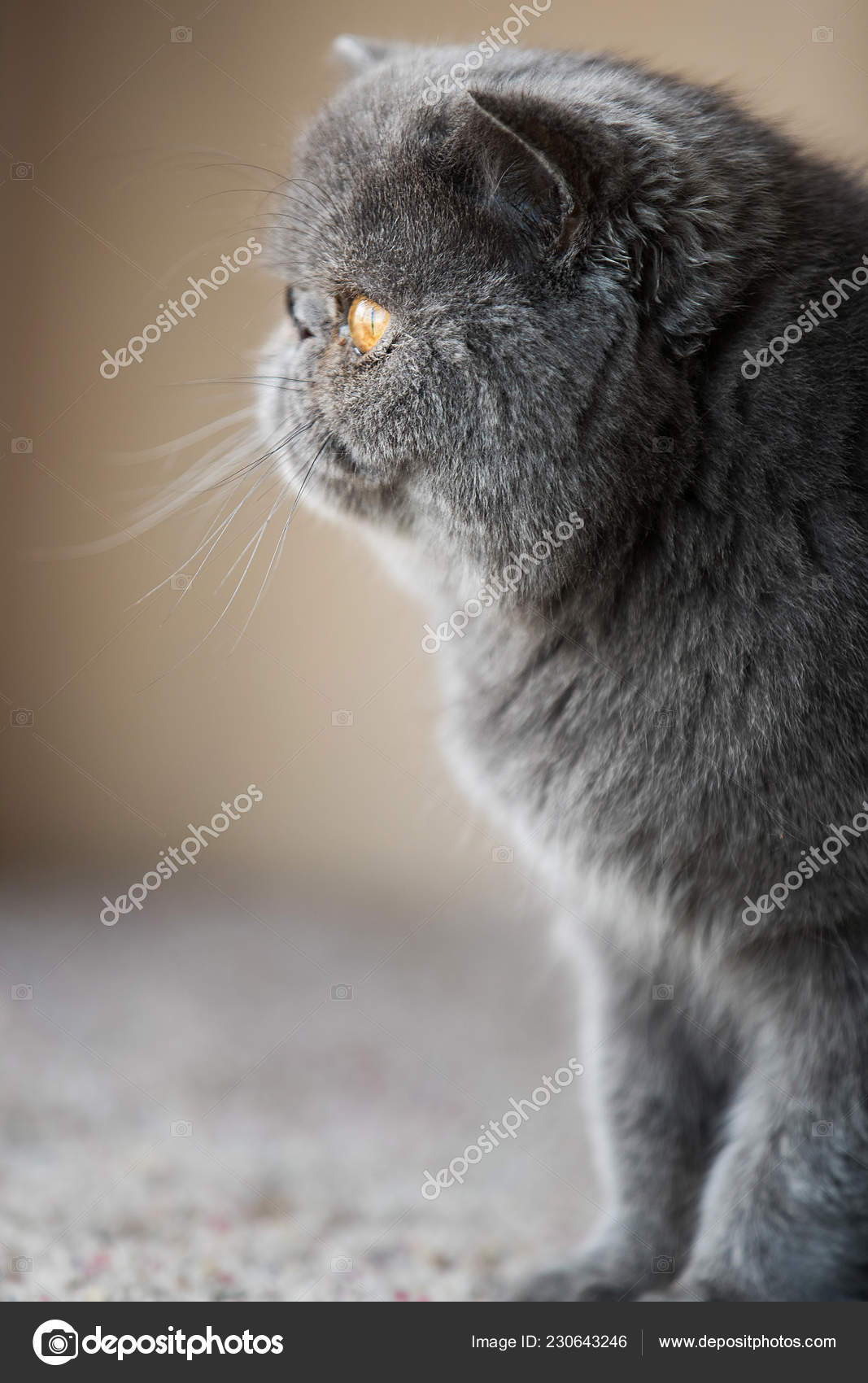 Grey Short Haired Persian Cat Stock Photo C Mph Photo 230643246