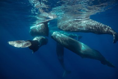 Sperm balinaları sualtı su yüzeyi üzerinde mavi arka plan seyahat. Azores yaban hayatı fotoğraf