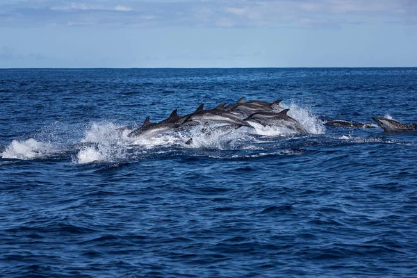 Grande Grupo Golfinhos Saltando Oceano — Fotografia de Stock