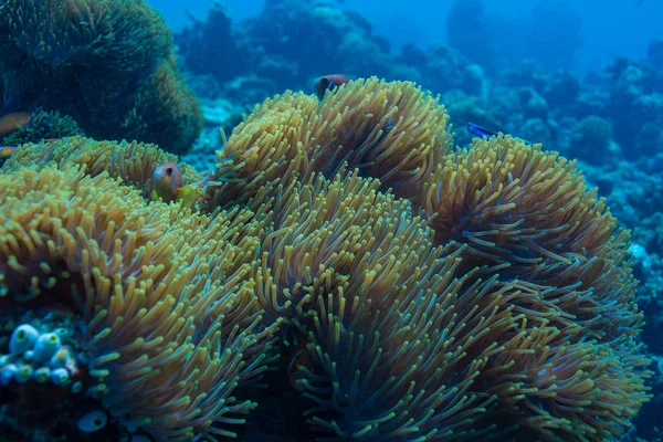 Anémona Peces Bajo Agua Océano Índico —  Fotos de Stock
