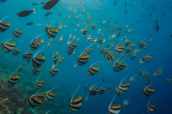 Fish shoal underwater in ocean on blue water background