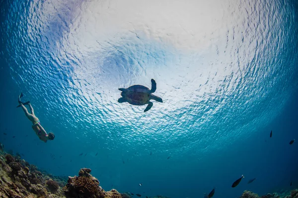 Şnorkel Kız Kaplumbağa Altında Yüzeye Sualtı Karşı Izlerken — Stok fotoğraf