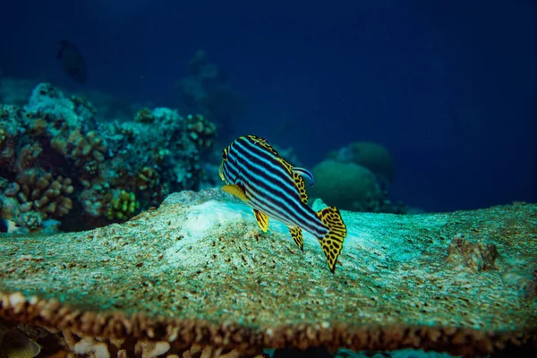 Yellow Stripped Fish Plectorhinchus Vittatus Table Coral Cleaning Cleaningfish Labroides — Stock Photo, Image