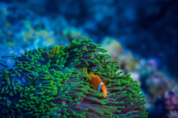 Palhaço Vermelho Anêmona Verde Entre Tentáculos Subaquáticos Oceano Tropical — Fotografia de Stock
