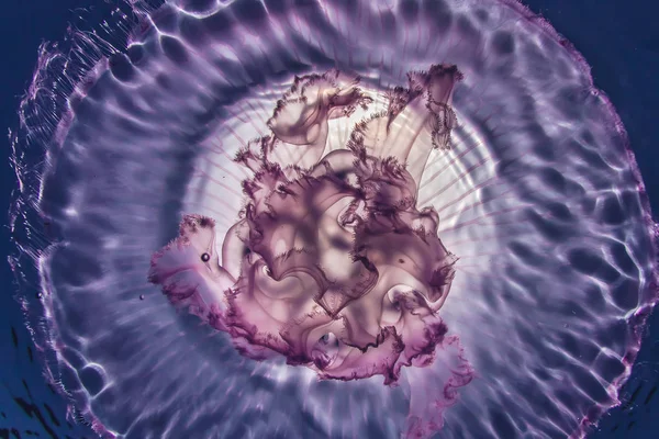 Jellyfish Aurelia Aurita Closeup Shot Sunlight Underwater — Stock Photo, Image