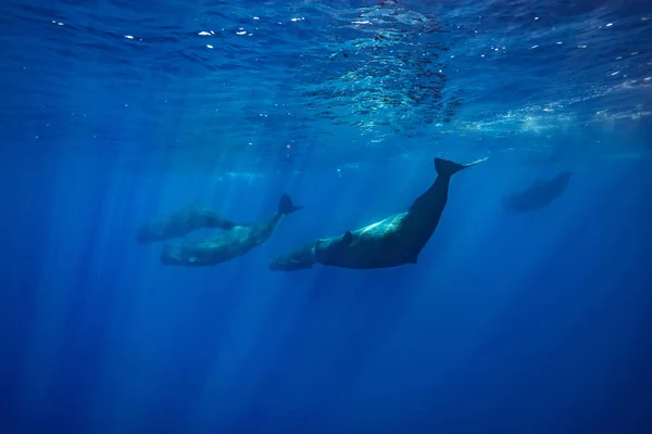 Group Spermwhales Underwater Azores Islands Atlantic Ocean Wildlife Wild Nature — Stock Photo, Image
