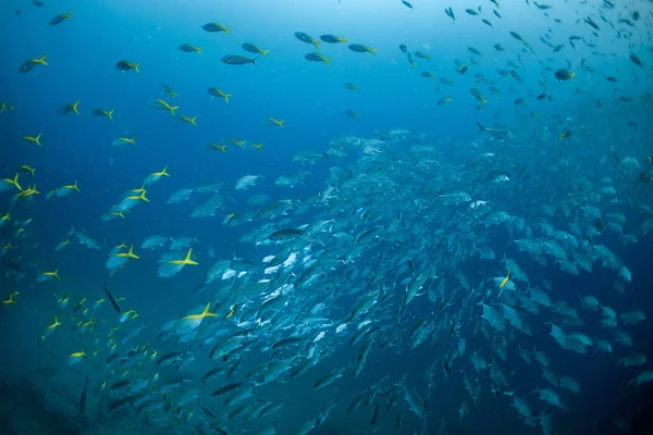 青い海の水の背景で水中の魚の多く — ストック写真