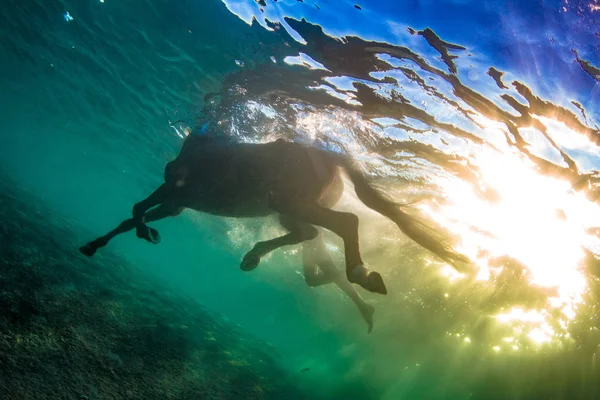 Cavalo Natação Mar Claro Tiro Subaquático Contra Superfície Água Rasgos — Fotografia de Stock