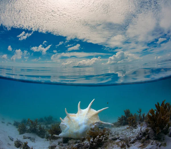 穏やかな反射水 豊富な雲と熱帯貝殻水中で穏やかな海の背景 — ストック写真