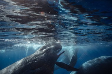 Spermwhales closeup underwater shot, whales in ocean, reflections on water surface clipart