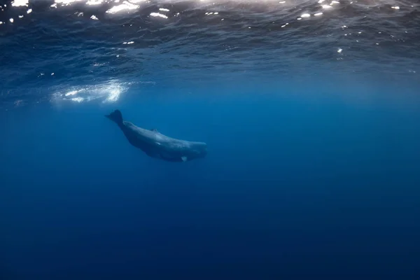 Sperm Whale Subaquático Fundo Água Azul — Fotografia de Stock