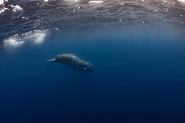 Сперматозоиды Китов Водой Голубой Воде Фоне — стоковое фото
