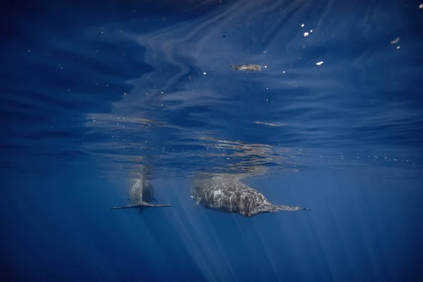 Океанские Животные Выстрел Дикой Природы Двух Кашалотов Водой Синем Фоне — стоковое фото