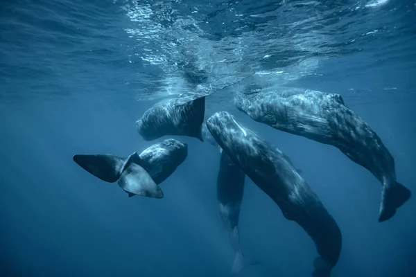 Whales underwater in deep ocean water background