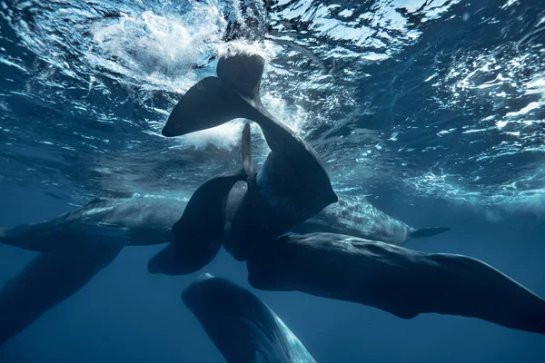 水の中の海洋動物の野生動物のショットでクジラの大きなグループ — ストック写真