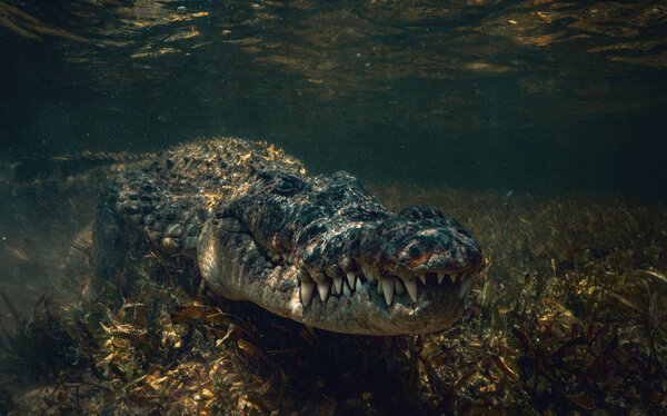 Saltwater american crocodile closeup underwater shot
