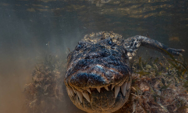 Saltwater crocodile closeup underwater shot