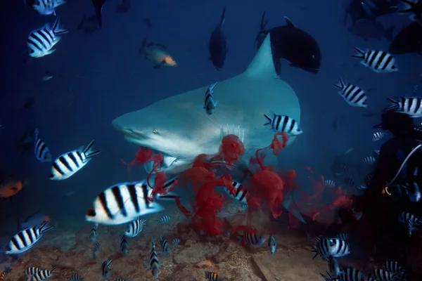 鲨鱼在水下捕获猎物 红血云 背景蓝色海水 — 图库照片