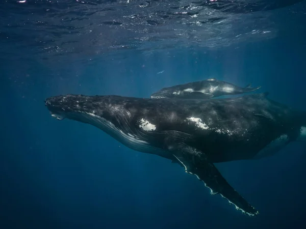 Baleias Jubarte Mãe Bezerro Subaquático — Fotografia de Stock