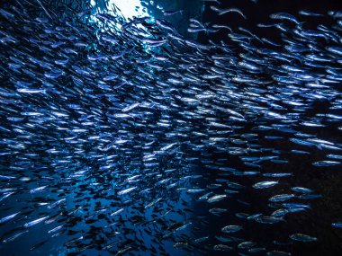 Sualtı mağara girişine gelen ışık ışınları karşı küçük küçük balık balık