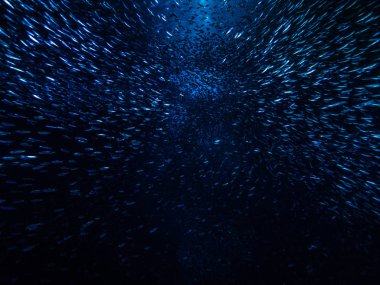 Sualtı mağara girişine gelen ışık ışınları karşı küçük küçük balık balık