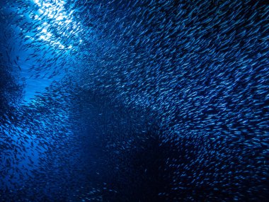 Sualtı mağara girişine gelen ışık ışınları karşı küçük küçük balık balık