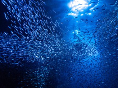 Sualtı mağara girişine gelen ışık ışınları karşı küçük küçük balık balık