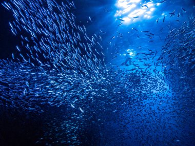 Sualtı mağara girişine gelen ışık ışınları karşı küçük küçük balık balık