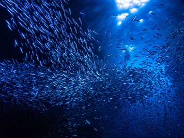 Sualtı mağara girişine gelen ışık ışınları karşı küçük küçük balık balık