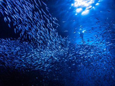Sualtı mağara girişine gelen ışık ışınları karşı küçük küçük balık balık