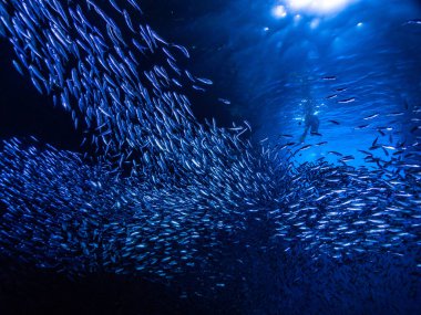 Shoal of small tiny fish in underwater cave against light rays from entrance clipart