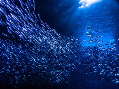 Sualtı mağara girişine gelen ışık ışınları karşı küçük küçük balık balık