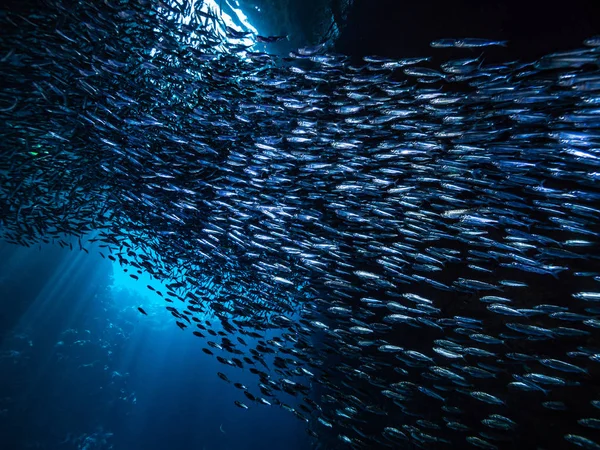 Schwarm Kleiner Winziger Fische Unterwasserhöhle Gegen Lichtstrahlen Vom Eingang — Stockfoto