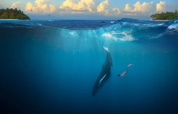 Горбатый Кит Подводная Девушка Ныряние Тропической Воде Фоне — стоковое фото