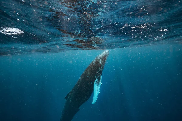 若いザトウクジラ水中 — ストック写真