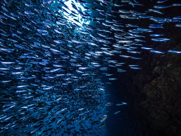 Shoal Pești Mici Peștera Subacvatică Împotriva Razelor Ușoare Intrare — Fotografie, imagine de stoc