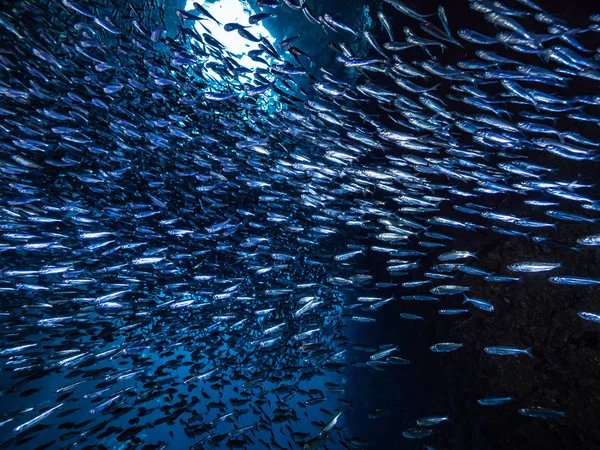 Stim Små Små Fiskar Undervattensgrotta Mot Ljus Strålar Från Ingången — Stockfoto