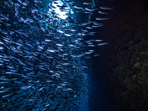 Shoal Van Kleine Kleine Vis Onderwatergrot Tegen Lichtstralen Van Ingang — Stockfoto
