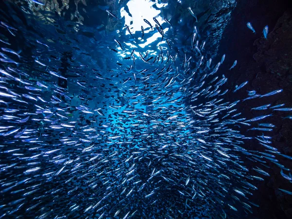 Shoal Van Kleine Kleine Vis Onderwatergrot Tegen Lichtstralen Van Ingang — Stockfoto