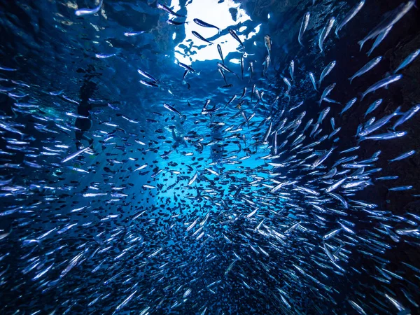 Schwarm Kleiner Winziger Fische Unterwasserhöhle Gegen Lichtstrahlen Vom Eingang — Stockfoto