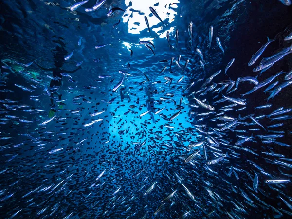 Shoal Van Kleine Kleine Vis Onderwatergrot Tegen Lichtstralen Van Ingang — Stockfoto