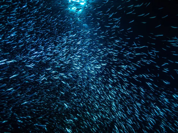 Shoal Van Kleine Kleine Vis Onderwatergrot Tegen Lichtstralen Van Ingang — Stockfoto