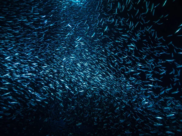 Shoal Van Kleine Kleine Vis Onderwatergrot Tegen Lichtstralen Van Ingang — Stockfoto