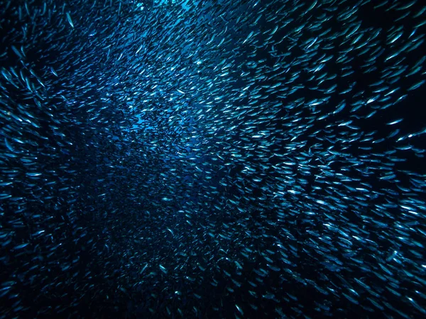 Shoal Van Kleine Kleine Vis Onderwatergrot Tegen Lichtstralen Van Ingang — Stockfoto