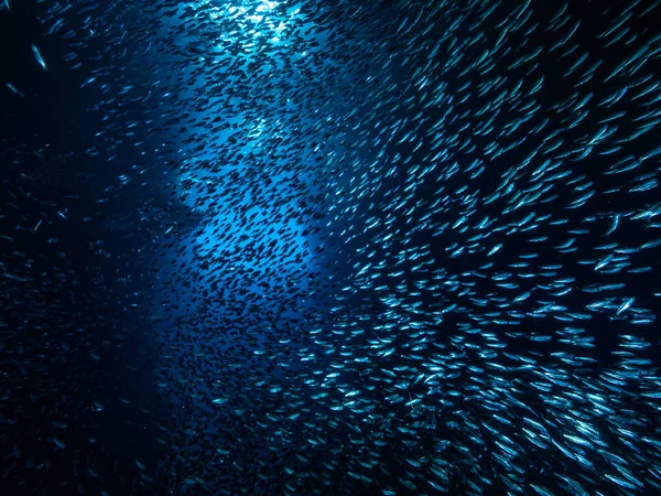 入り口からの光線に対して水中洞窟の小さな小さな魚の群れ — ストック写真